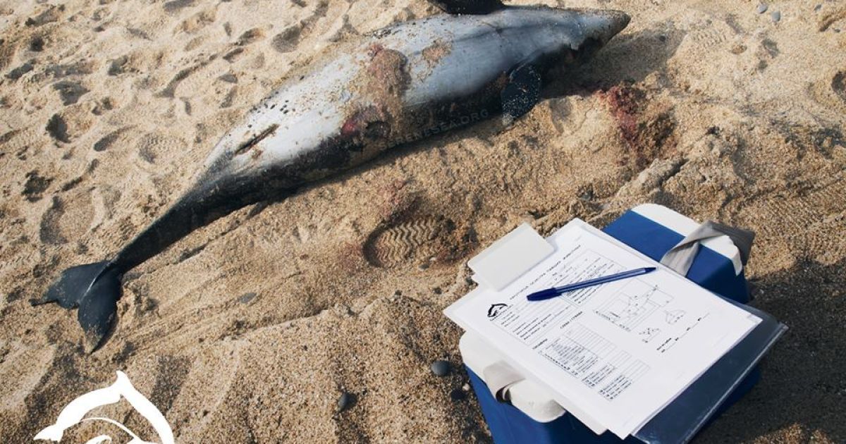 В море вблизи аннексированной Евпатории погибли сразу 16 дельфинов