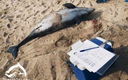 В море вблизи аннексированной Евпатории погибли сразу 16 дельфинов