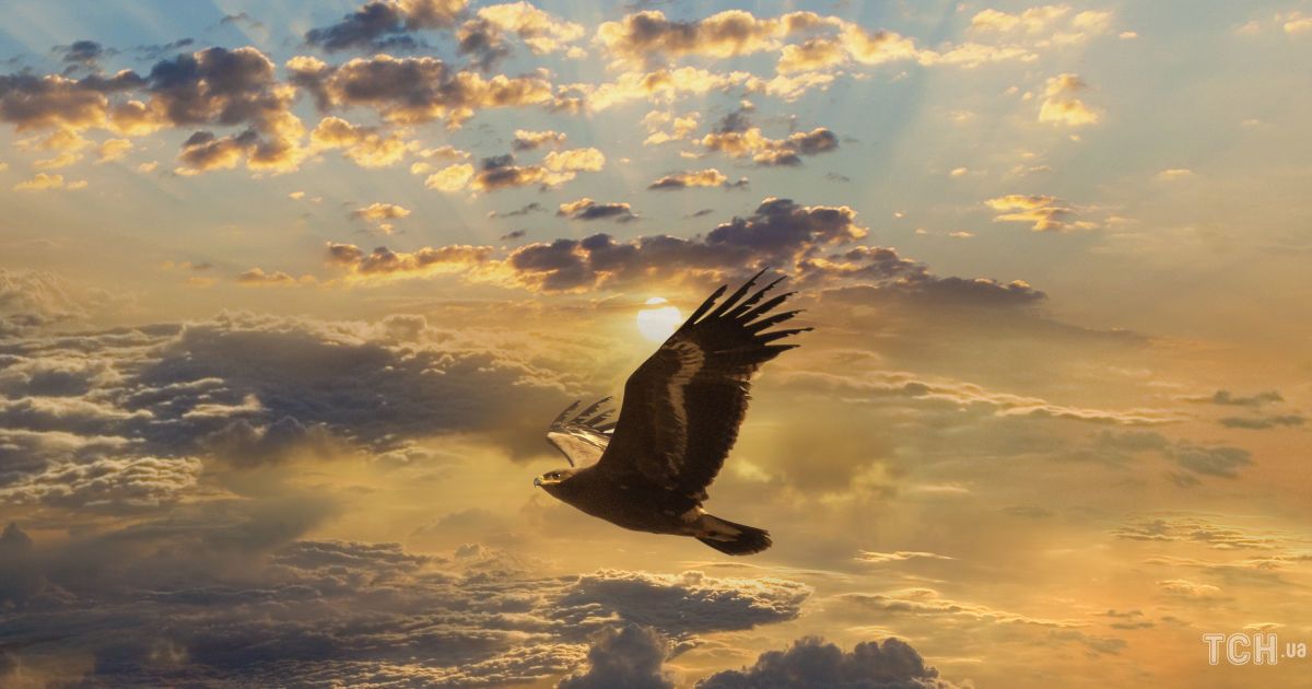 Орел - символ дня