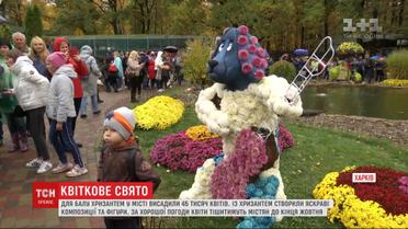 Цветочный праздник в Харькове: в экопарке начался ежегодный бал хризантем