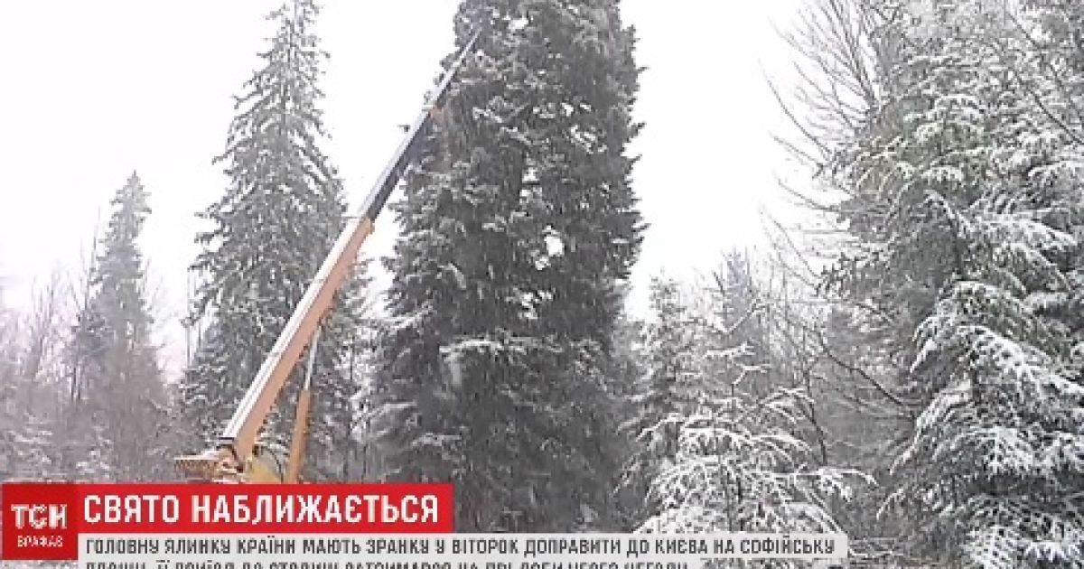 Головну ялинку України другу добу не можуть доставити до Києва