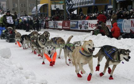 Гонки на собачьих упряжках: на Аляске стартовали популярные соревнования