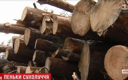 В Сухолучье массово вырубают лес вокруг охотничьих угодий Януковича