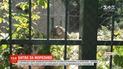 У румунському зоопарку двоє ведмедів почубилися за шматок морозива