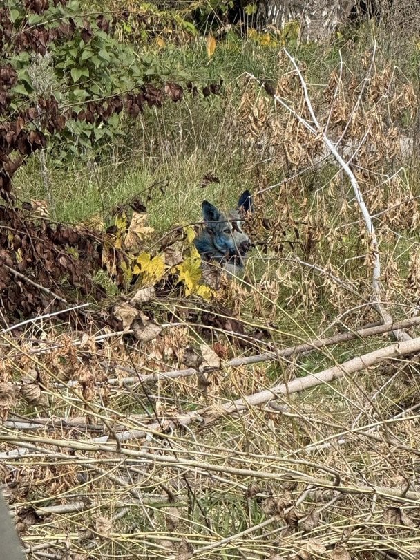 Синие собаки в Чернобыле / Фото: Dogs of Chernobyl