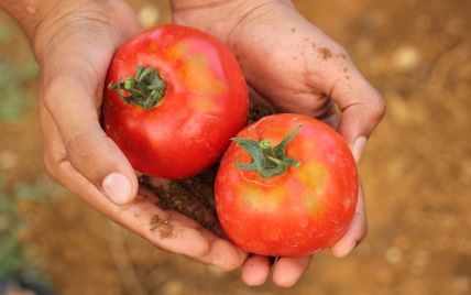 "Красна ціна": як врожай помідорів вплинув на вартість томатів і коли чекати подорожчання
