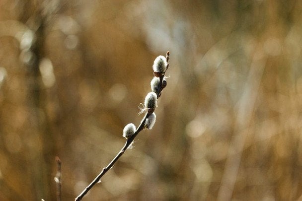 5 квітня 2026 року Вербна неділя / © pexels.com