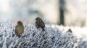 От сильных морозов до +5°, местами +9° тепла: прогноз погоды в Украине на неделю, 7-13 декабря