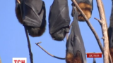Від нашестя кажанів страждають мешканці одного з австралійських штатів