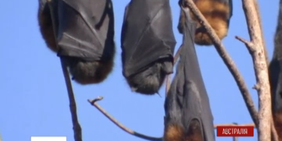 В Австралії шалена спека валить кажанів на льоту