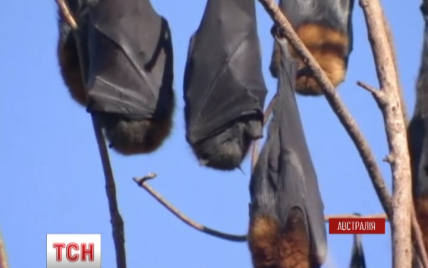 В Австралії шалена спека валить кажанів на льоту