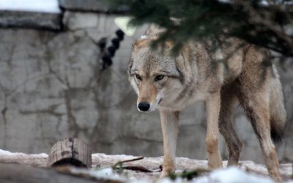 На Закарпатті зграя вовків нападає на село: пошматувала вже майже півсотні тварин (відео)