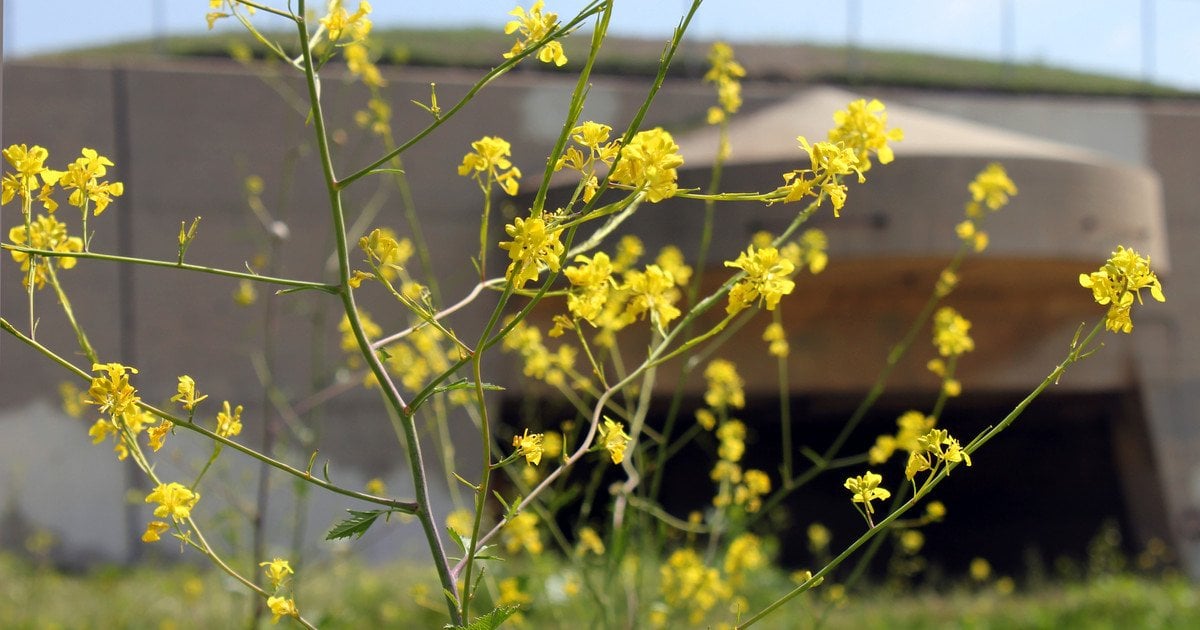 Якою буде погода у квітні: прогноз Укргідрометцентру