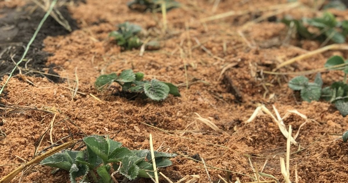 Догляд за полуницею, коли зійде сніг// фото: zelenasadyba.com.ua