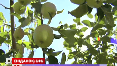 Сезонные овощи и фрукты подорожали