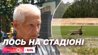 Лось на стадіоні: як він там опинився і що сталося з твариною