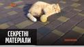 Как стал популярным милый детский YouTube-канал – "Секретные материалы"