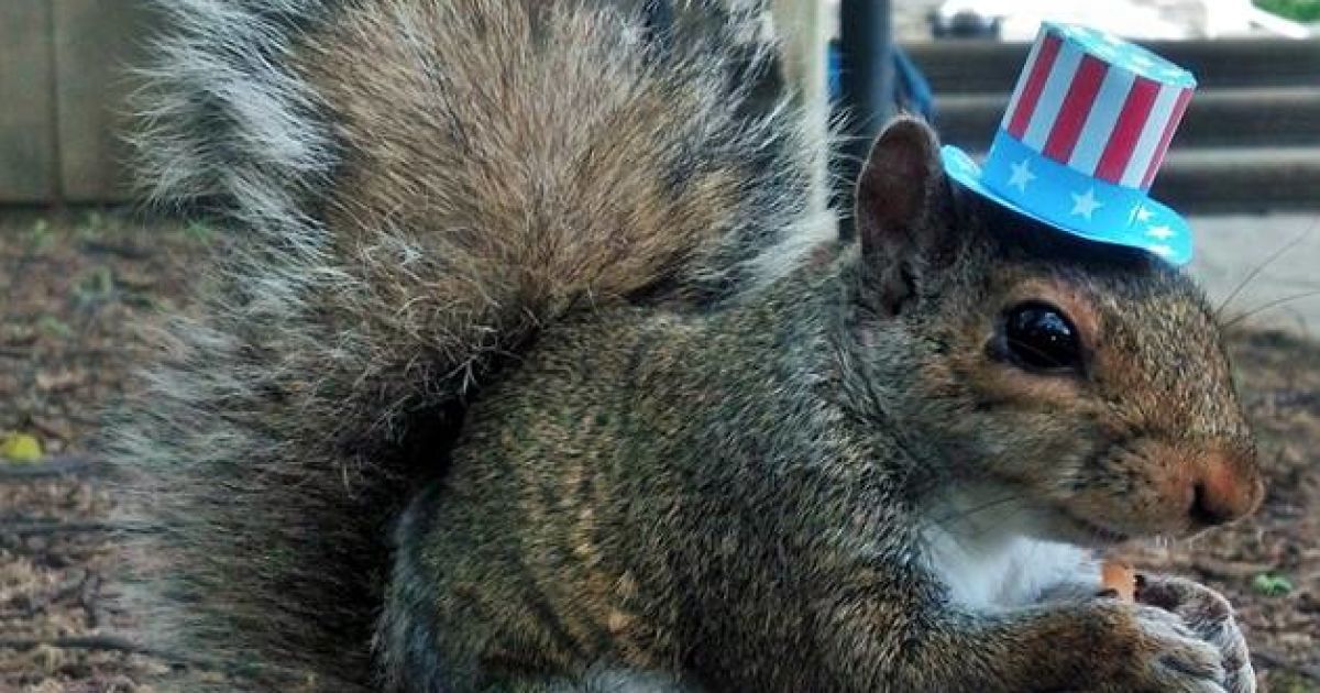 Белка-модница Снизи / © Sneezy The Penn State Squirrel / Facebook