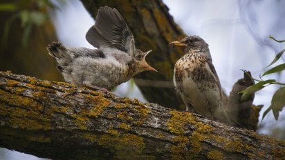 Птицы на ветке