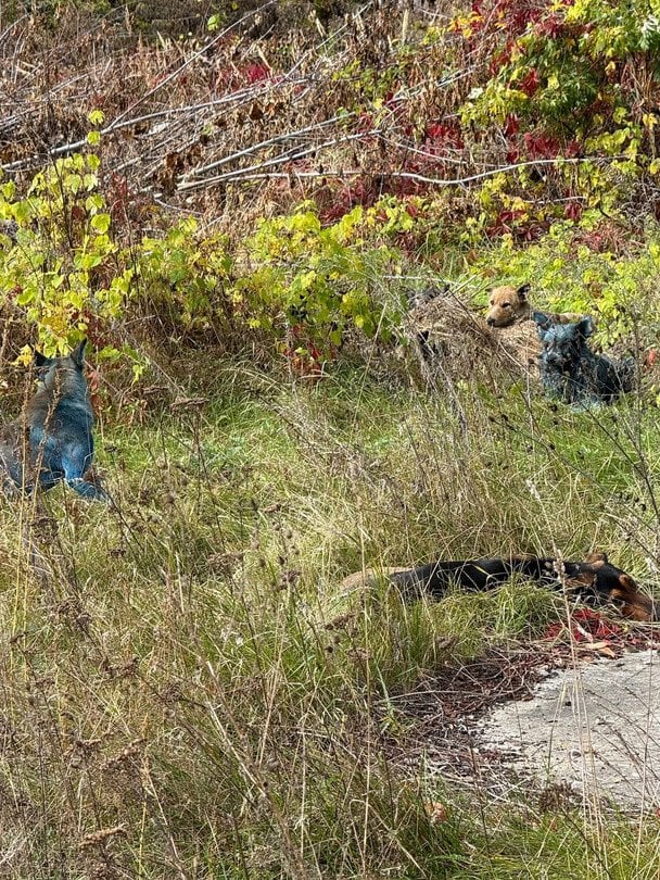 Синие собаки в Чернобыле / Фото: Dogs of Chernobyl