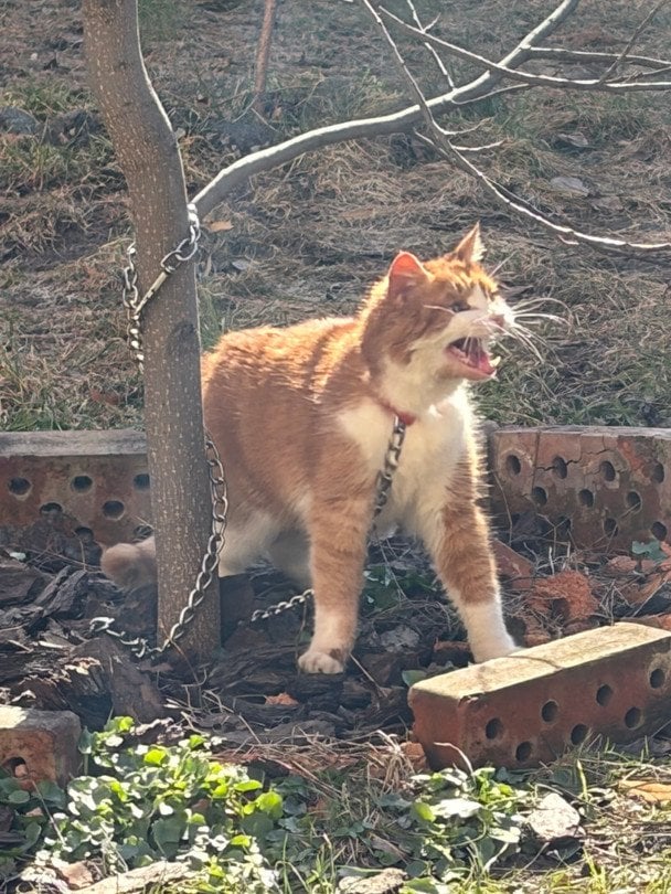 Кіт / © Фото з відкритих джерел