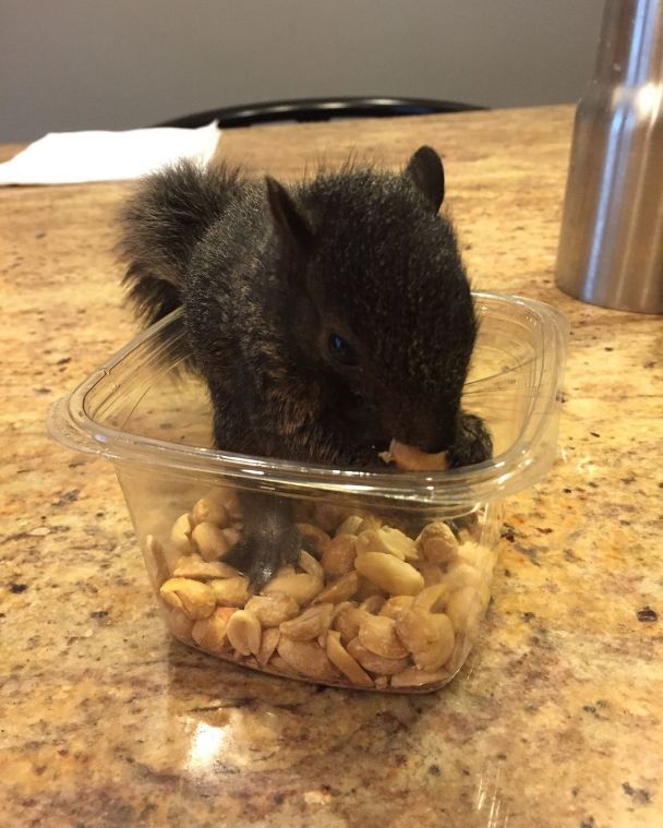 Белка Пинат / Фото: instagram.com/peanut_the_squirrel12
