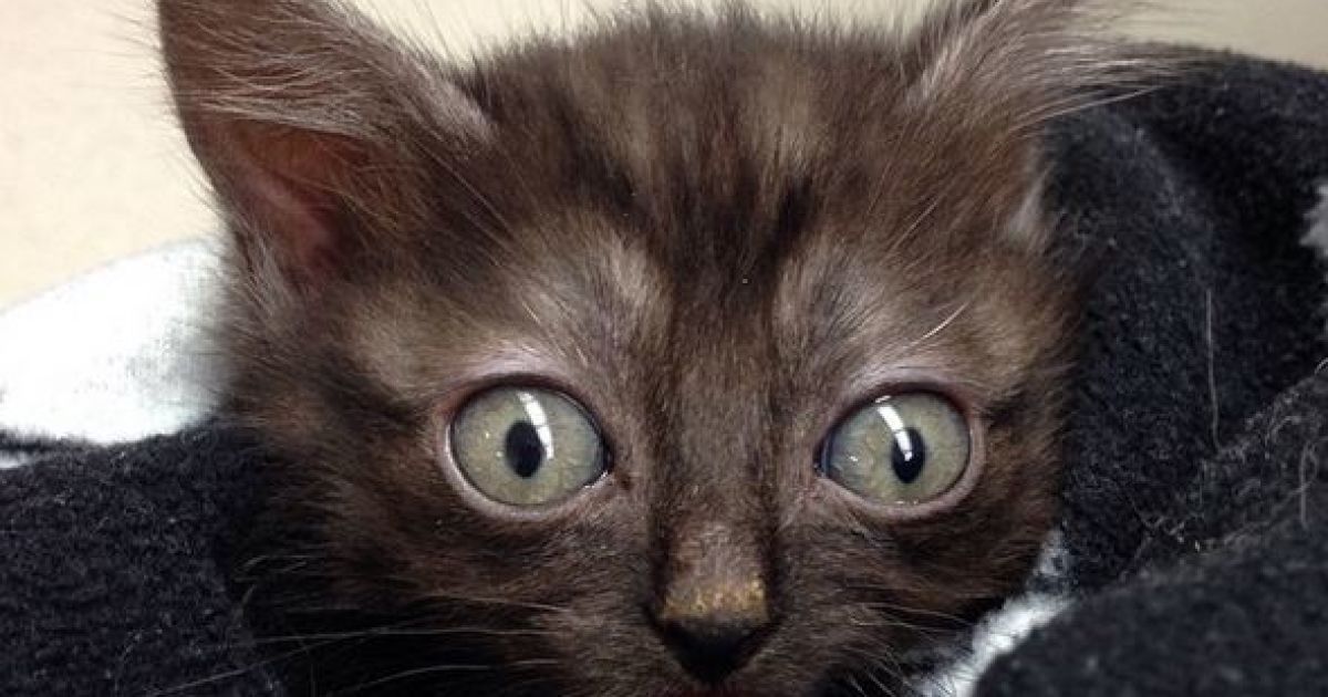 Магу имеет врожденный порок челюсти / © instagram.com/mrmagoothecat