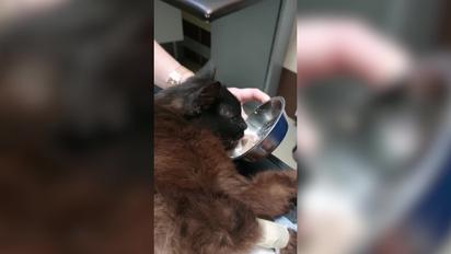У Львові врятували кота, який 11 днів пробув під завалами будинку 