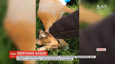 Работники благоустройства Гостомеля спасли раненую косулю