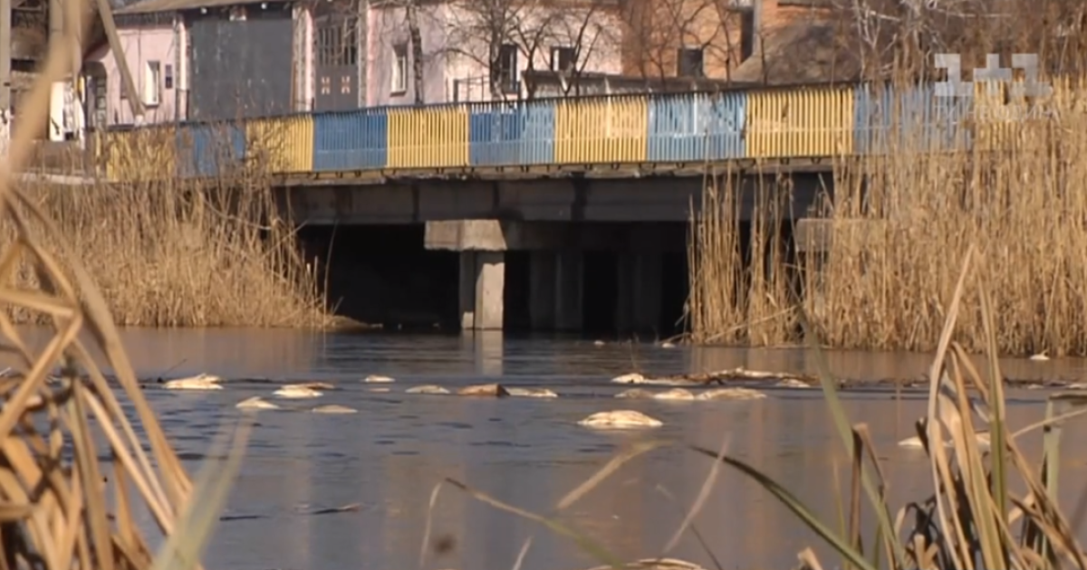 На Черниговщине в реке массово вымерла рыба