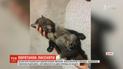 Волонтеры в Днепре спасают одномесячного лисенка