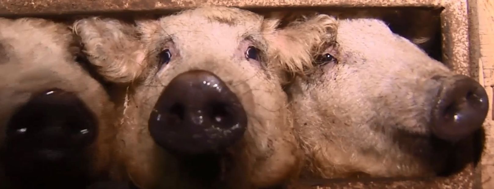 В Украине возникла мода на разведение мохнатых "баранообразных" свиней