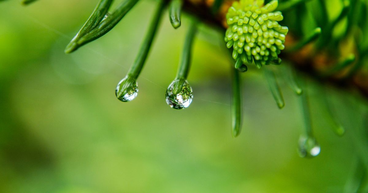 У середу майже в усіх регіонах України пройдуть дощі. Прогноз погоди на 25 травня