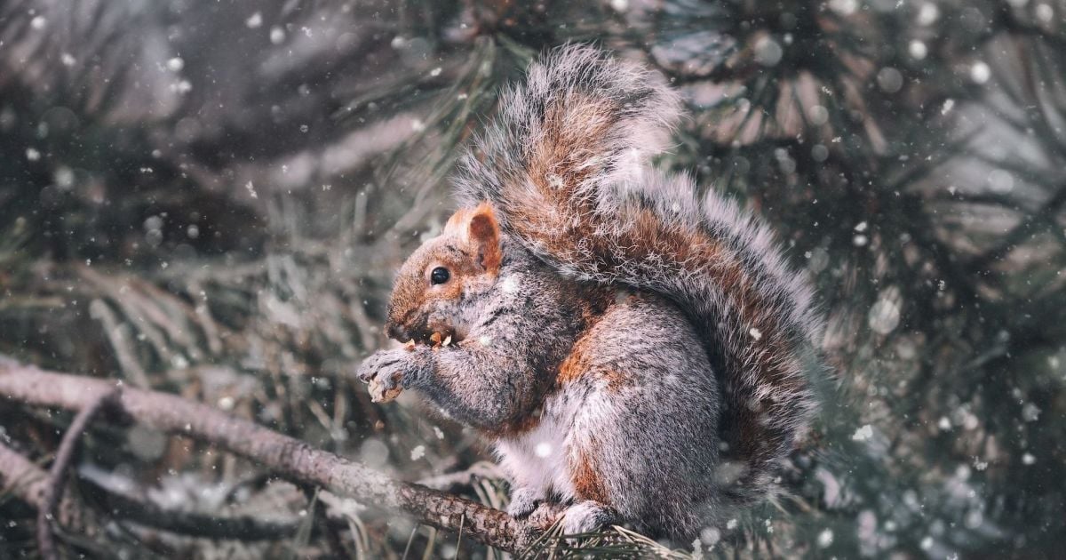 Потепління і сніг з дощем: якою буде погода на Різдво за григоріанським календарем