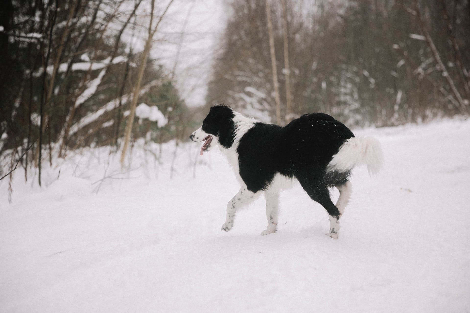 6 січня гавкають собаки — в лісі буде багато дичини / © Pexels