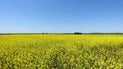 Які сидерати не можна сіяти на городі