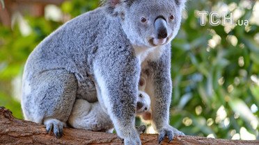 Коала у зоопарку Квінсленда / © Australia Zoo
