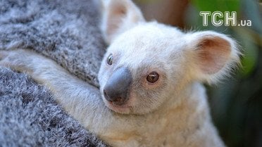 Коала у зоопарку Квінсленда / © Australia Zoo