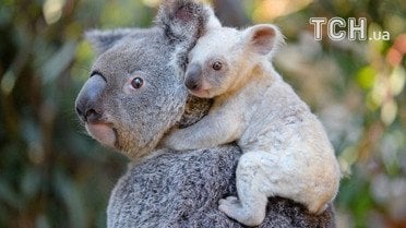 Коала у зоопарку Квінсленда / © Australia Zoo