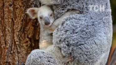 Коала у зоопарку Квінсленда / © Australia Zoo