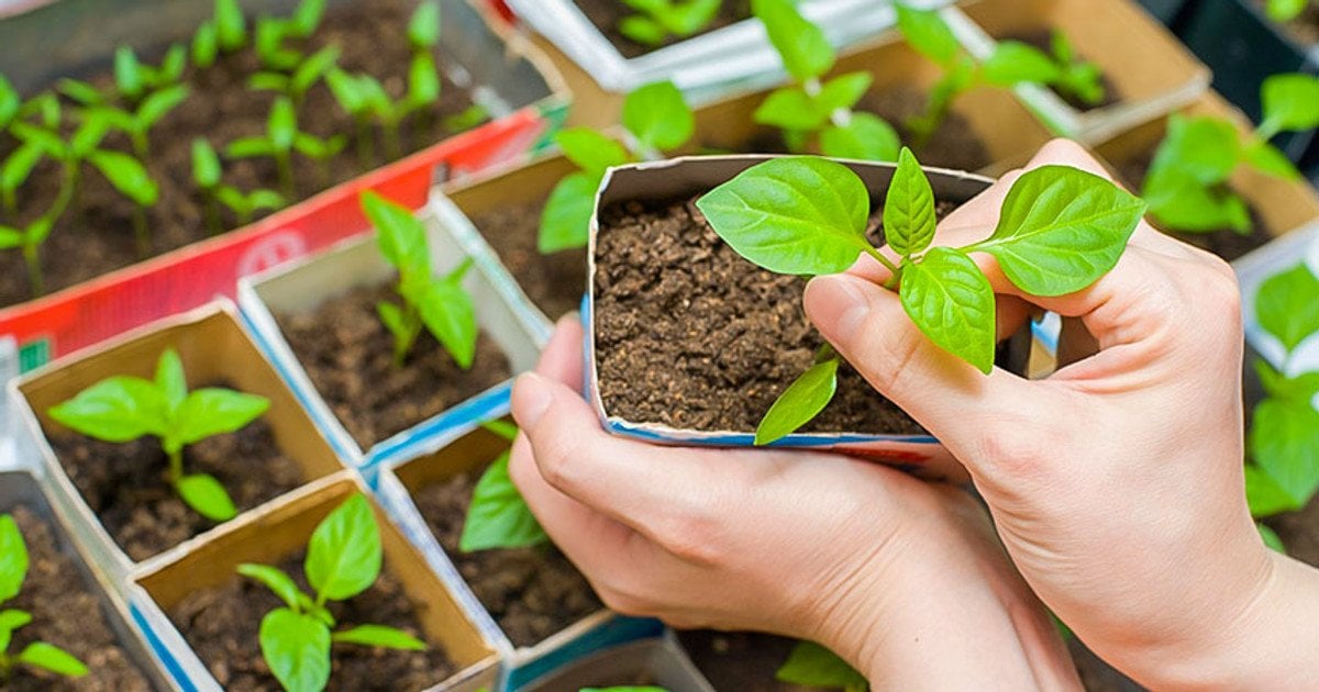 Вирощування перцю без пікірування