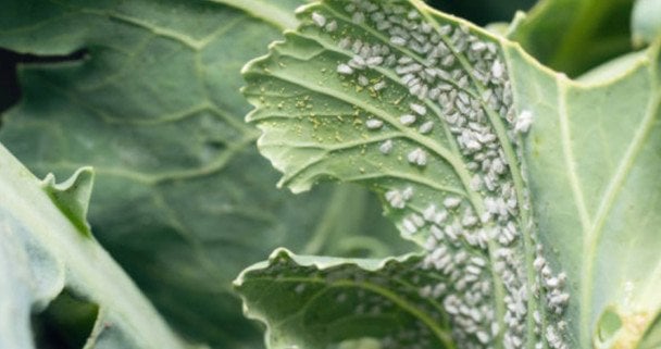 Засіб від попелиці, який працює: є у кожній аптечці