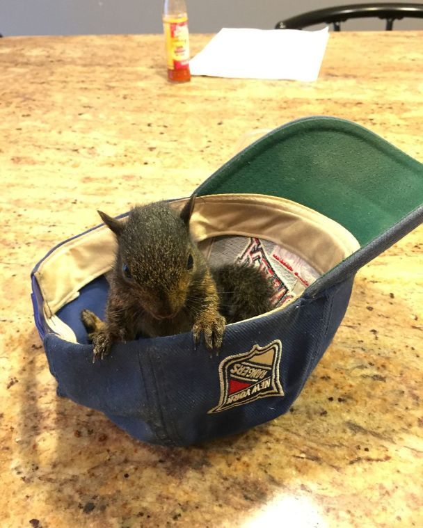 Белка Пинат / Фото: instagram.com/peanut_the_squirrel12
