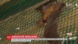 Более 2 тысяч летучих мышей спасли в харьковском центре реабилитации