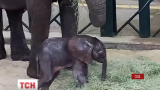 У Даллаському зоопарку народилося слоненя, мати якого врятували від засухи