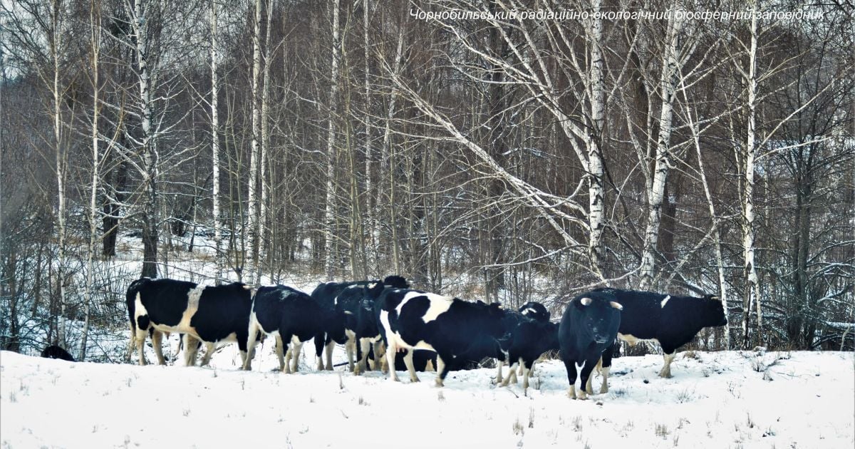 Стадо диких корів у Чорнобилі