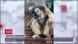 Новости мира: в зоопарке Колорадо родились лемуры-близнецы