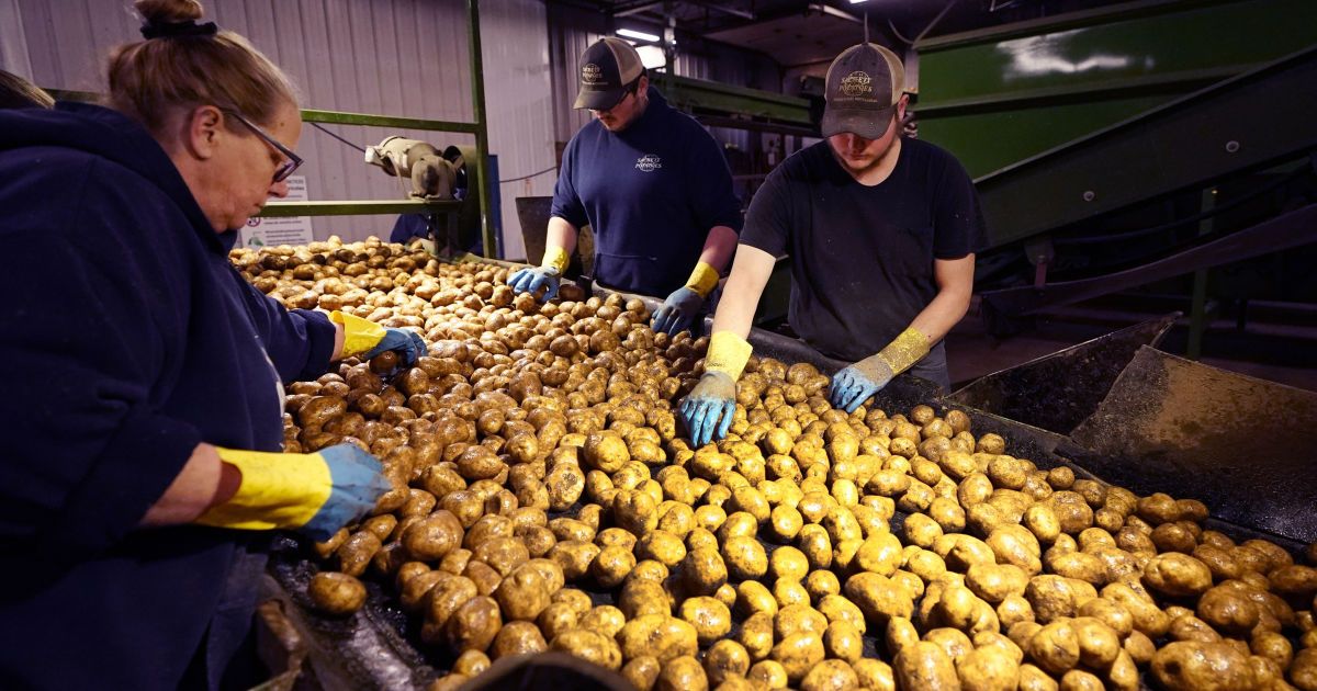 Картофель подорожал