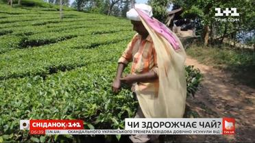 Коронавірус в Індії може спровокувати здорожчання чаю: чи відчують це українці