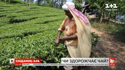 Коронавірус в Індії може спровокувати здорожчання чаю: чи відчують це українці